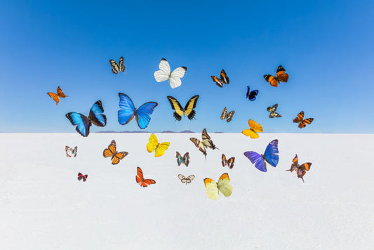 Product image for Butterflies