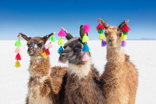 Product image for Llamas with Tassels I