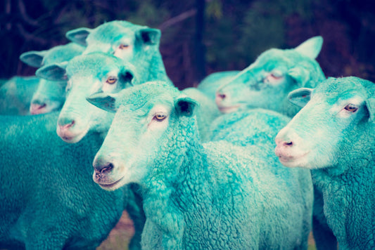 Product image for Cyan Sheep
