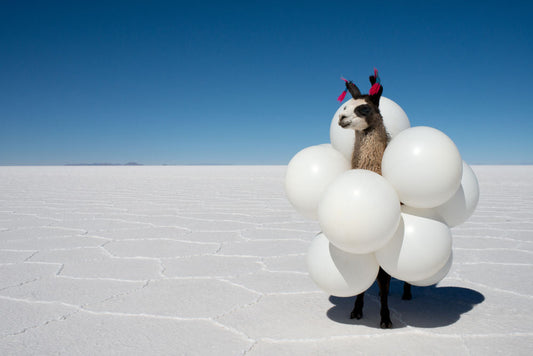 Product image for Llamas White Balloons