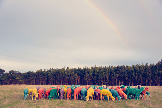 Product image for Rainbow Sheep I